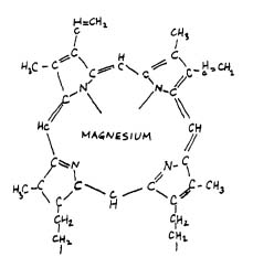 formula de la clorofila