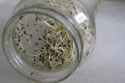 Germinado de alfalfa