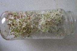 Germinado de alfalfa