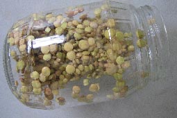 Germinado de lentejas