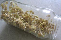 Germinado de lentejas